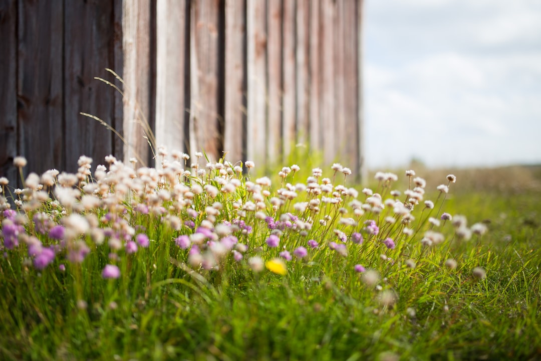 Photo Clover field